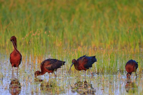 Glossy Ibis (Plegadis falcinellus) foraging, Greece