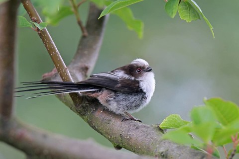 Long-tailed Tit (Aegithalos caudatus) juvenile, Lower Saxony, Germany