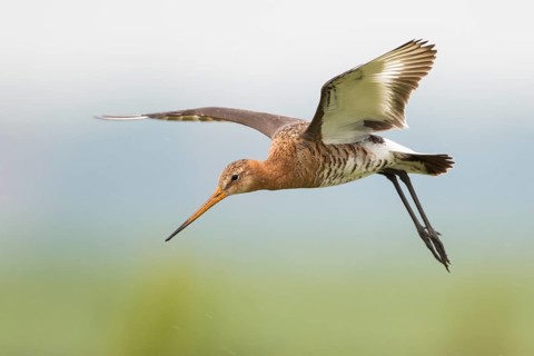 Black-tailed Godwit (Limosa limosa) male flying, Texel, Netherlands
