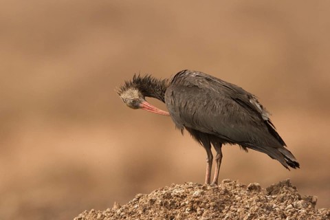 Northern Bald Ibis (Geronticus eremita) juvenile preening, Morocco
