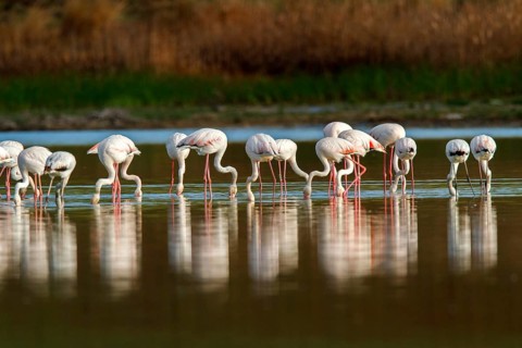Greater Flamingo (Phoenicopterus roseus), Castile-La Mancha, Spain