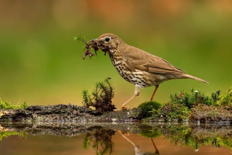 Song Thrush (Turdus philomelos) carrying nesting material, Utrecht, Netherlands