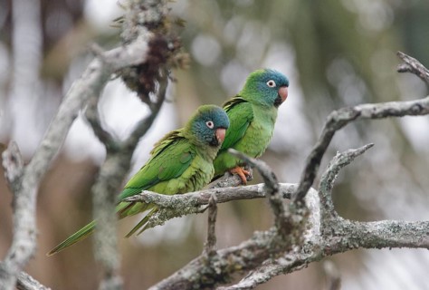 Blue-crowned Parakeet (Thectocercus acuticaudatus) pair, Corrientes, Argentina