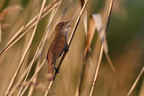 Savi's Warbler (Locustella luscinioides) singing, Mecklenburg-Western Pomerania, Germany
