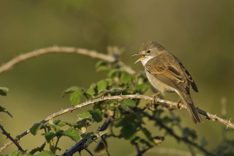 Common Whitethroat (Sylvia communis) female singing, Liguria, Italy