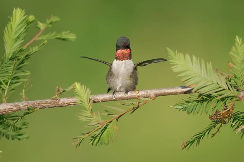 Ruby-throated Hummingbird (Archilochus colubris) male, Texas, USA