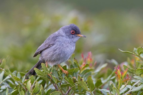 Balearic Warbler (Sylvia balearica)