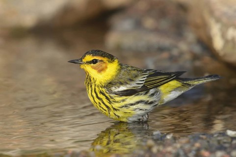 Cape May Warbler (Setophaga tigrina), Texas, USA