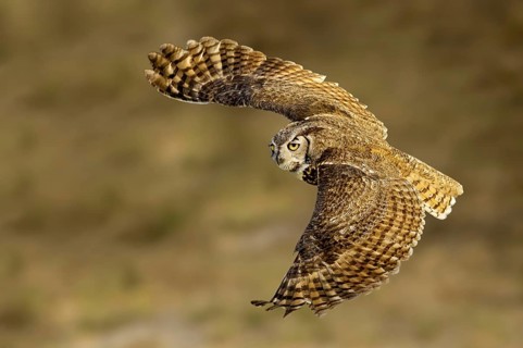 Great Horned Owl (Bubo virginianus) flying, Texas, USA