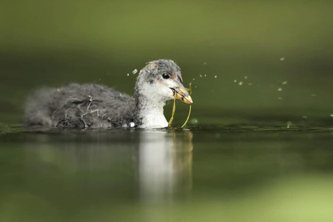 Eurasian Coot (Fulica atra) juvenile, North Rhine-Westphalia, Germany