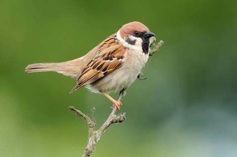 Eurasian Tree Sparrow (Passer montanus), Lower Saxony, Germany