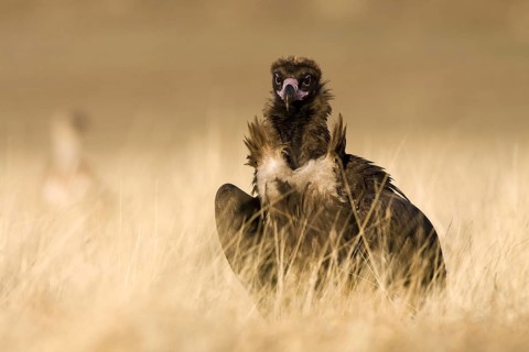 Cinereous Vulture (Aegypius monachus), Castile-La Mancha, Spain