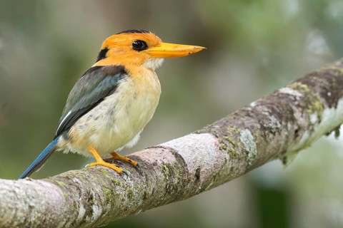 Yellow-billed Kingfisher (Syma torotoro) perched on a branch in Papua New Guinea