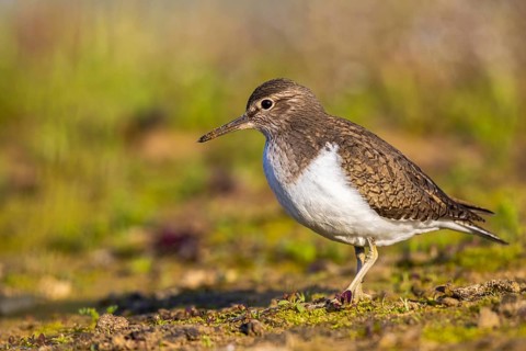 Common Sandpiper (Actitis hypoleucos), North Rhine-Westphalia, Germany