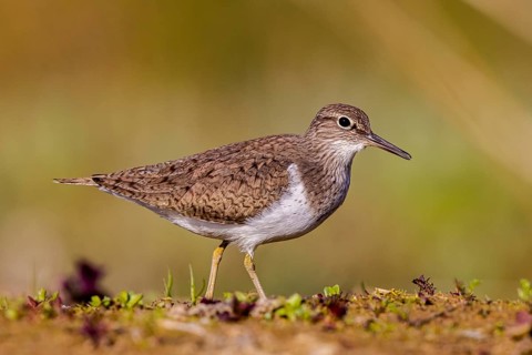Common Sandpiper (Actitis hypoleucos), North Rhine-Westphalia, Germany