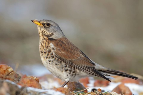 Fieldfare (Turdus pilaris), Saxony, Germany