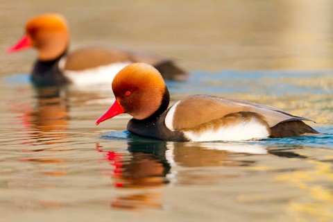 Red-crested Pochard (Netta rufina) male, Baden-Wuerttemberg, Germany