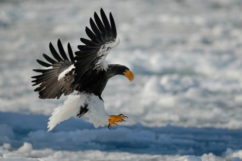 Steller's Sea Eagle (Haliaeetus pelagicus) flying, Hokkaido, Japan