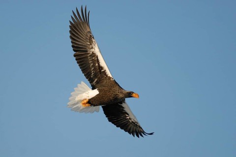 Steller's Sea Eagle (Haliaeetus pelagicus) flying, Hokkaido, Japan