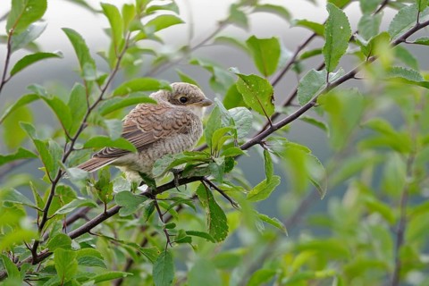 Red-backed Shrike (Lanius collurio) juvenile perched on a branch, North Rhine-Westphalia, Germany