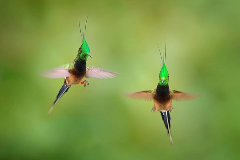 Wire-crested Thorntail, Popelairia popelairii, two hummingbird in fly. Fight in the tropic forest,