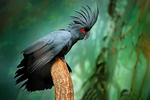 Grey parrot with crest. Detail portrait of dark parrot Palm cockatoo, Probosciger aterrimus, talon