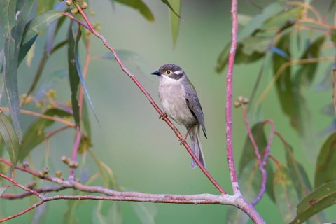 Brown-headed Honeyeater (Melithreptus brevirostris) perched on a branch, Victoria, Australia