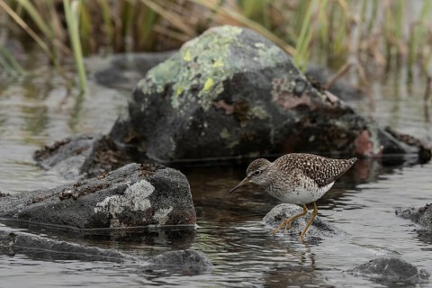 Wood Sandpiper (Tringa glareola), Dalarna, Sweden
