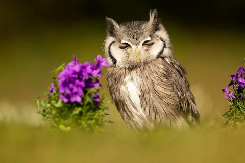 Southern White-faced Owl (Ptilopsis granti) captive, Germany