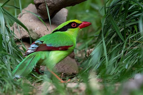 Common Green Magpie (Cissa chinensis chinensis), Yunnan, China