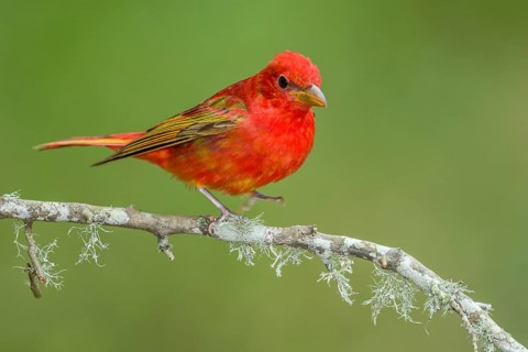 Summer Tanager (Piranga rubra) male perched on a branch, Texas, USA