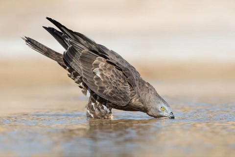 European Honey Buzzard (Pernis apivorus) drinking, Eilat, Israel