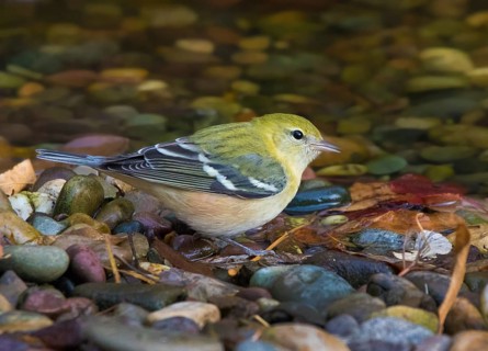 A fall plumage Bay-breasted Warbler, Setophaga castanea at a pond in Saskatoon, Canada