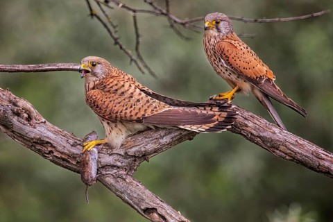 Common Kestrel (Falco tinnunculus) pair with mouse prey, Serbia