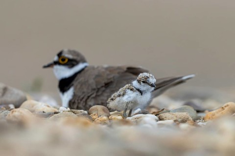 Little Ringed Plover (Charadrius dubius) with chick, North Rhine-Westphalia, Germany