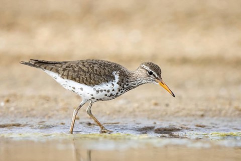 Spotted Sandpiper (Actitis macularius) foraging, North Rhine-Westphalia, Germany