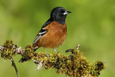 Orchard Oriole (Icterus spurius) male, Texas, USA