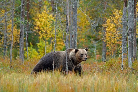 Bear hidden in yellow forest. Autumn trees with bear. Beautiful brown bear walking around lake with