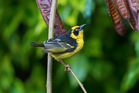 Baglafecht Weaver (Ploceus baglafecht reichenowi), Tanzania