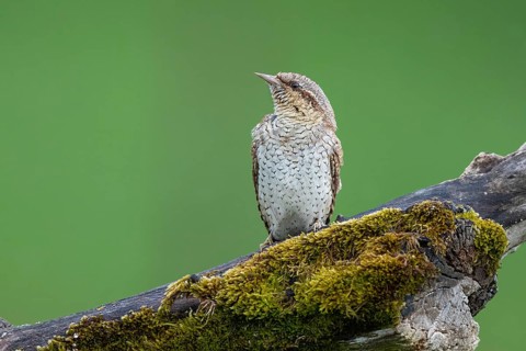 Eurasian Wryneck (Jynx torquilla), Hesse, Germany