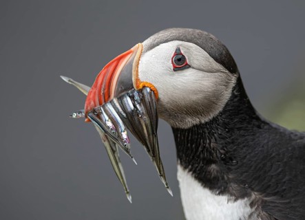 Atlantic Puffin (Fratercula arctica) with sandeels in its beak, Iceland
