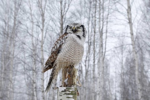 Owl, snow Finland. Nature of north Europe. Snowy winter scene with hawk owl, larch tree. Hawk Owl