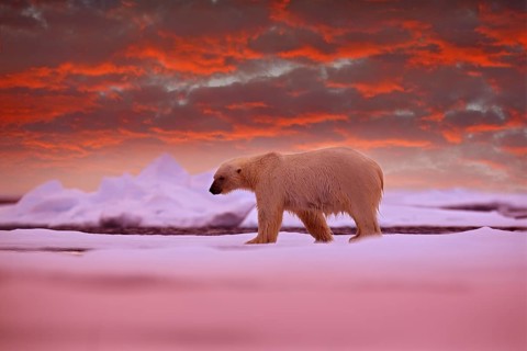 Polar bear on the ice. Two bears love on drifting ice with snow, white animals in nature habitat,