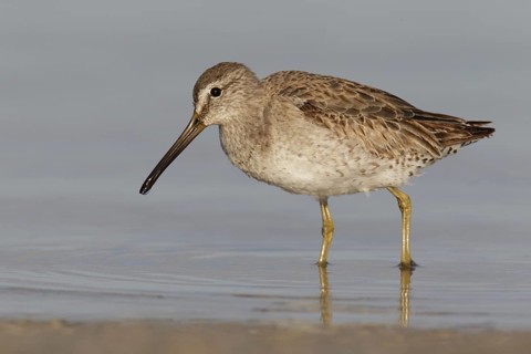 Short-billed Dowitcher (Limnodromus griseus), Florida, USA