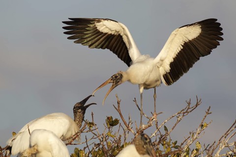 Wood Stork (Mycteria americana), Florida, USA