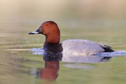 Common Pochard (Aythya ferina) male, Brandenburg, Germany