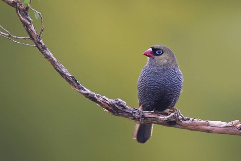 Beautiful Firetail (Stagonopleura bella), Tasmania, Australia