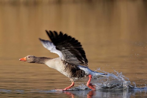 Graugans; lat. Anser anser; startet laufend von einer Wasseroberfläche