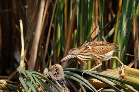 Little Bittern (Ixobrychus minutus) juvenile with dragonfly in beak, Saxony-Anhalt, Germany