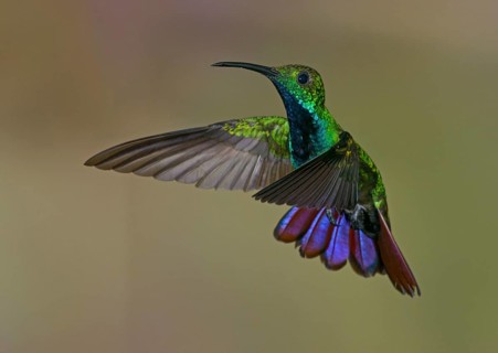 Green-breasted Mango (Anthracothorax prevostii) - at Laguna Lagarto Lodge near Boca Tapada, Costa
